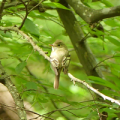 Acadian flycatcher in the forest