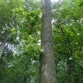 Basic Oak – Hickory Forest at Monocacy
