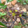 blooms of the blue cohosh plant