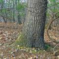 Chestnut Oak / Mountain Laurel Forest