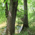 witness tree in Monocacy National Battlefield