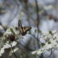 Eastern Tiger Swallowtail on Mountain Laurel