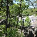 Bedrock Terrace Oak – Hickory Forest in Great Falls Park