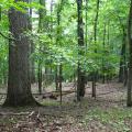 Basic Oak - Hickory Forest