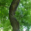 black walnut tree trunk and leaves