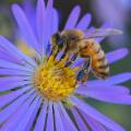 honey bee on blue aster