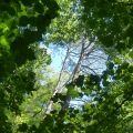 succesional forest canopy