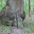 witness tree in Manassas National Battlefield Park