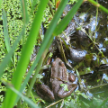 frog in a vernal pool