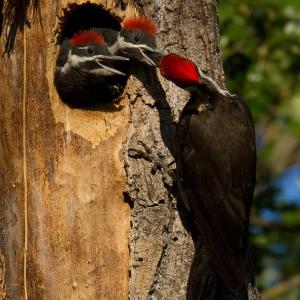 A pileated woodpecker feeds its chicks.