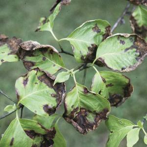 dogwood anthracnose leaf blotch