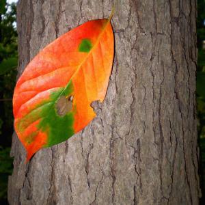 blackgum leaf and bark in autumn